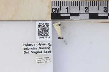 Media type: image;   Entomology 787214 Aspect: labels